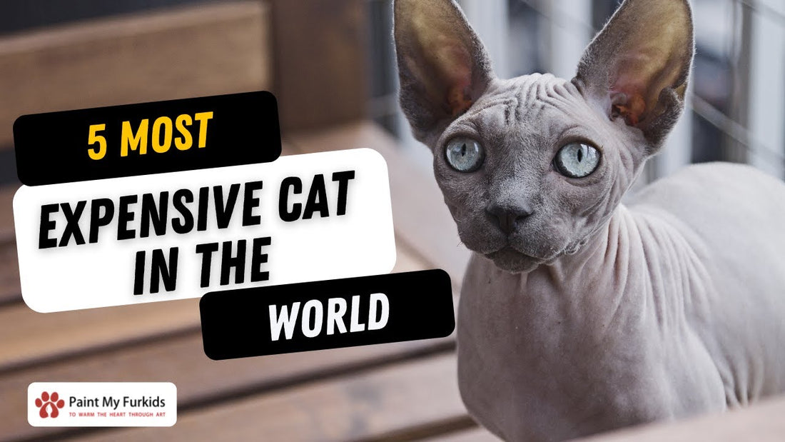 5 MOST EXPENSIVE CAT BREEDS