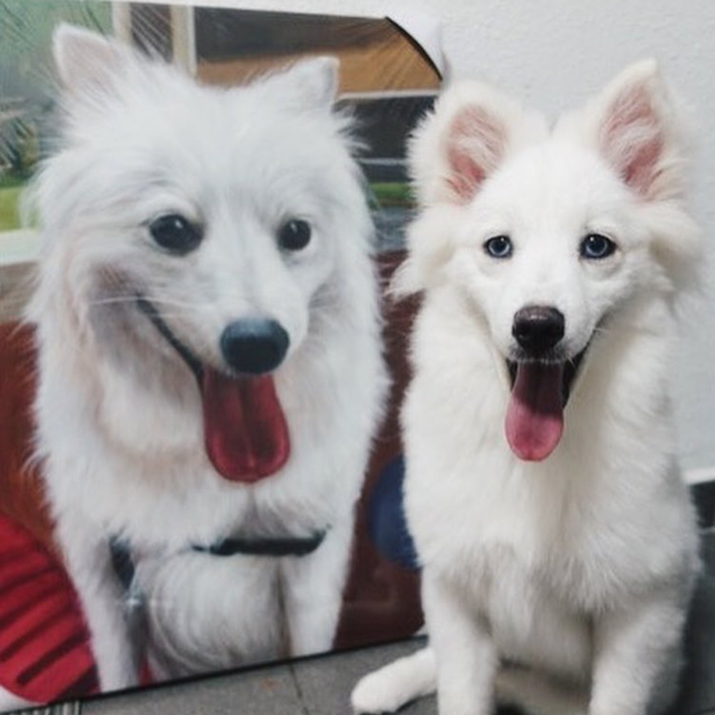 Custom Pet Portrait Oil Painting (Standard Style: Paint-Per-Photo)