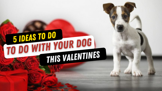 5 BEST ideas to do with your dogs this Valentine's...