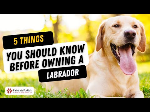 5 THINGS YOU SHOULD KNOW BEFORE OWNING A LABRADOR