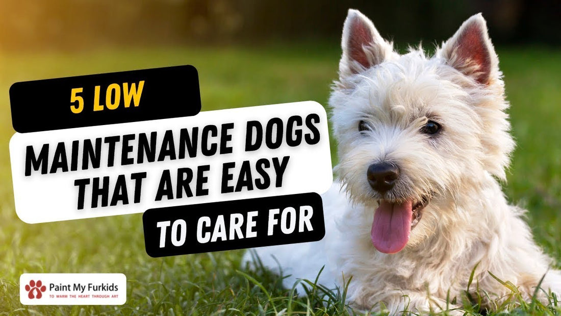 5 LOW MAINTENANCE DOGS THAT ARE EASY TO CARE FOR