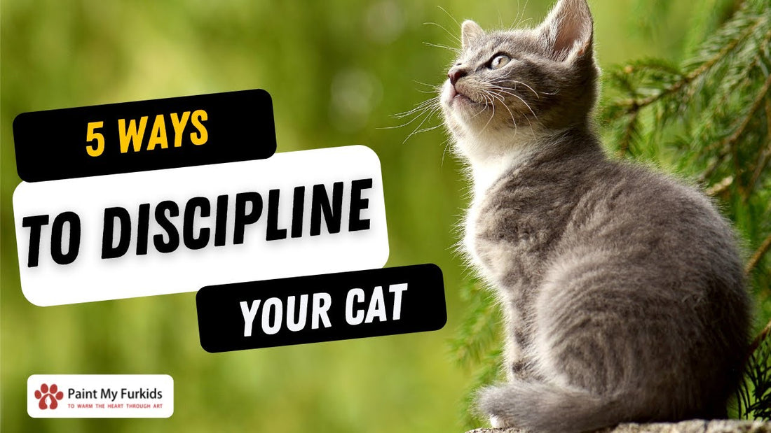 HOW TO DISCIPLINE YOUR CAT 5 Ways