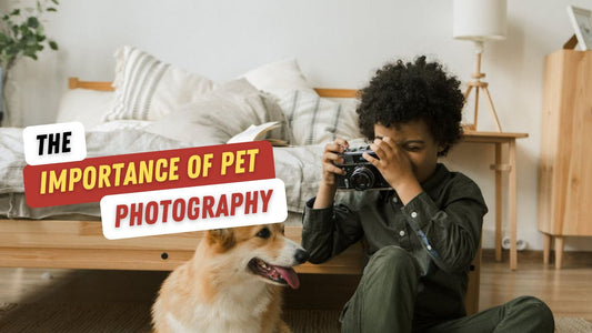 A Purr-fect Moment in Time: The Importance of Pet Photography