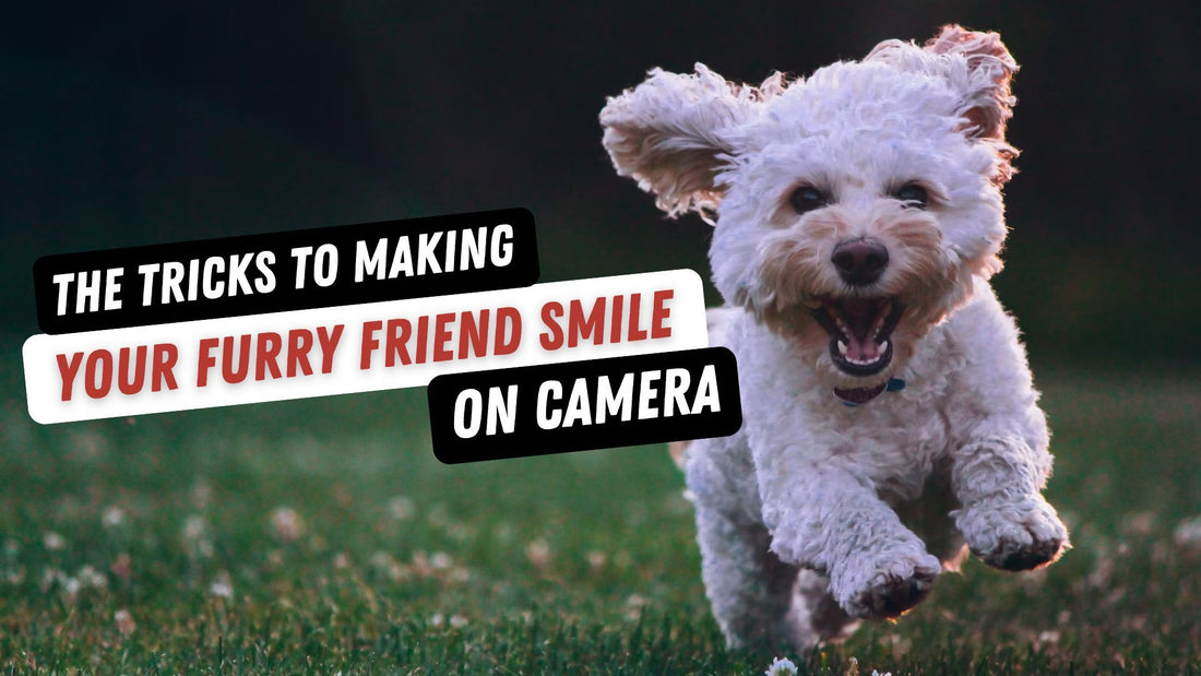 Pet Portrait Bliss: The Tricks to Making Your Furry Friend Smile on Camera