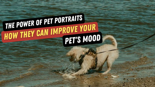 The Power of Pet Portraits: How They Can Improve Your Pet's Mood